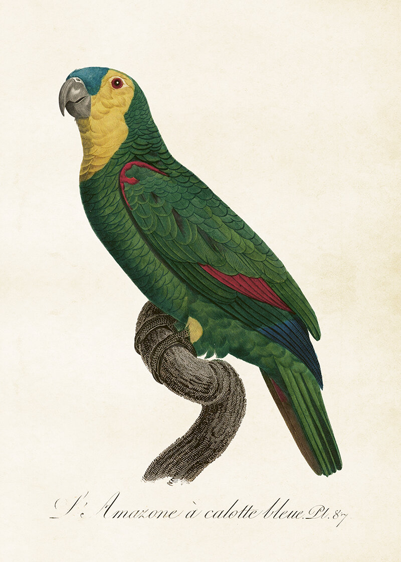 Poster Parrot