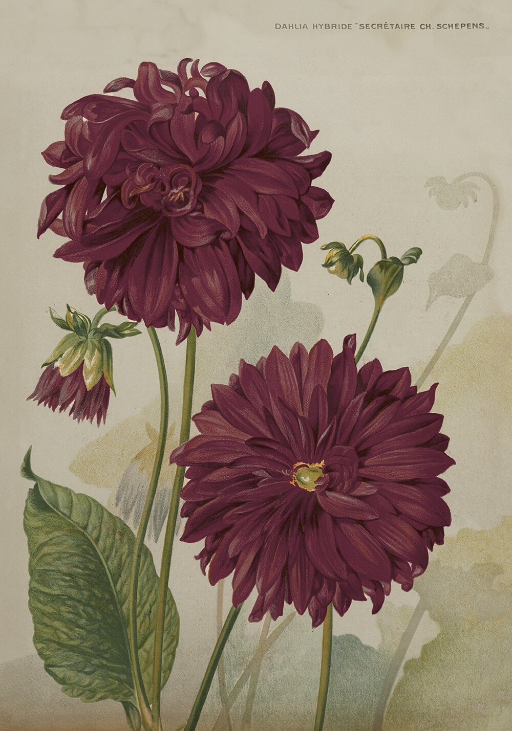 Poster Dahlia Hybride