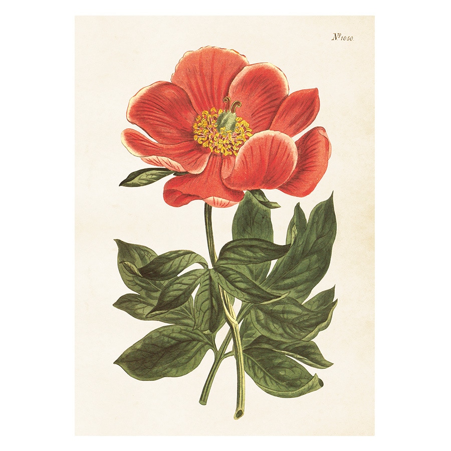 Poster Peony