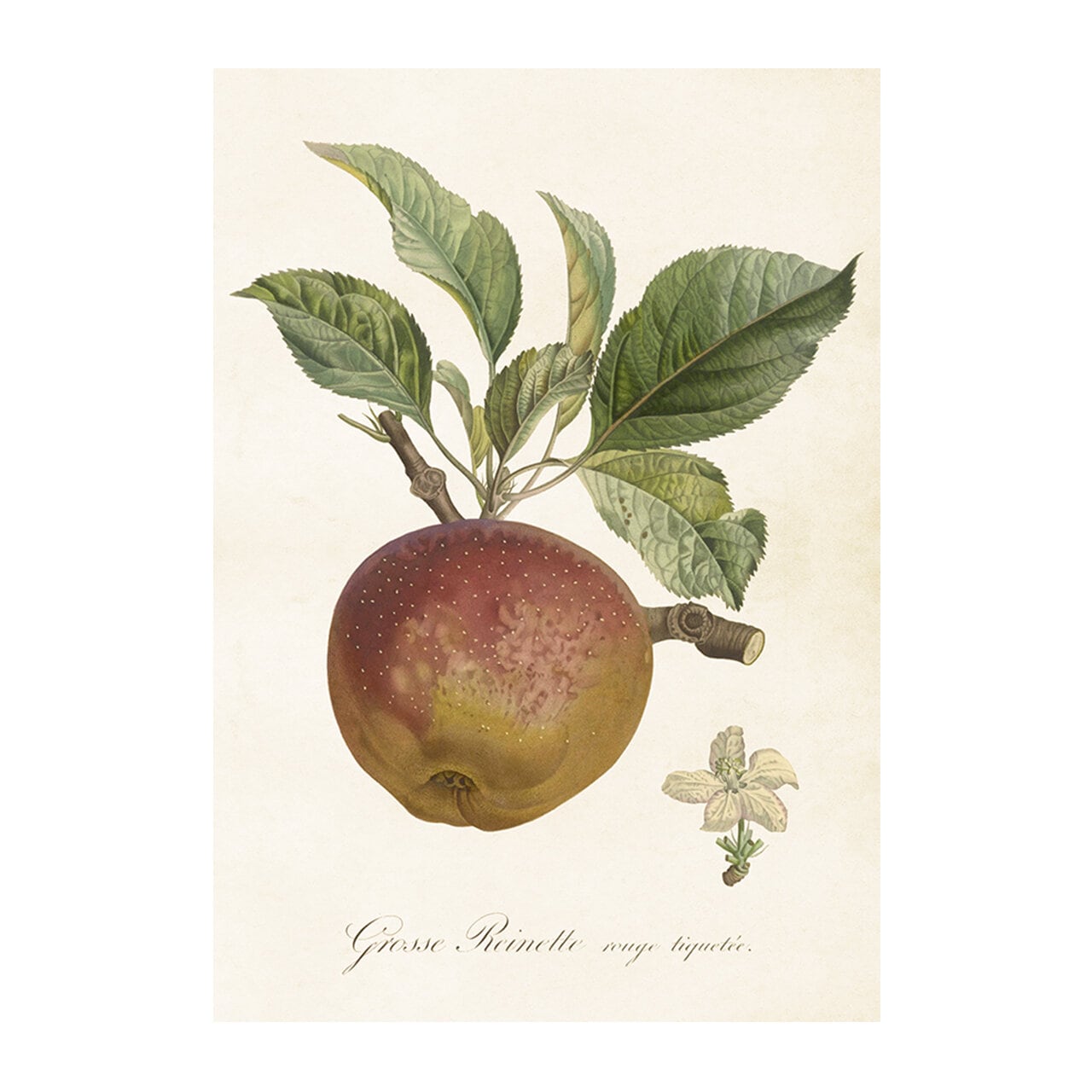 Poster Apple Reinette