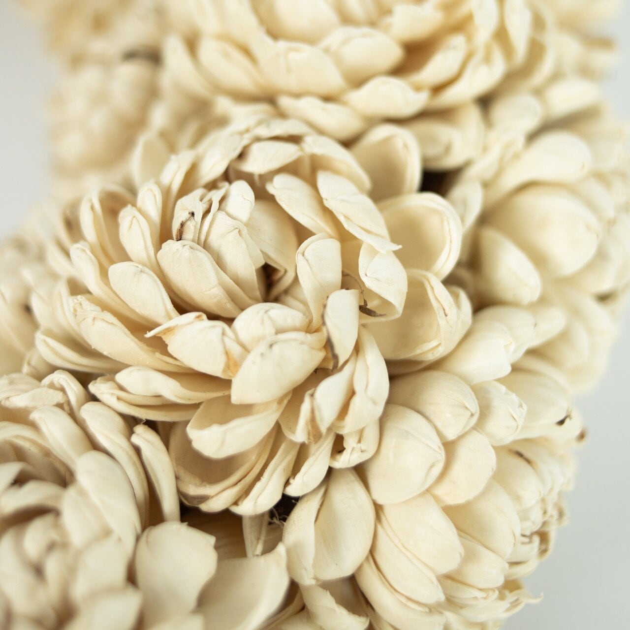 Wreath Chrysanthemum